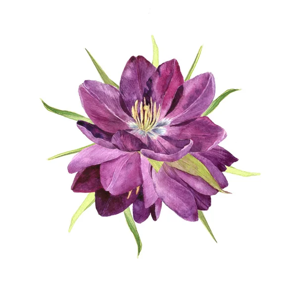 Акварельный пурпурный тюльпан — стоковое фото