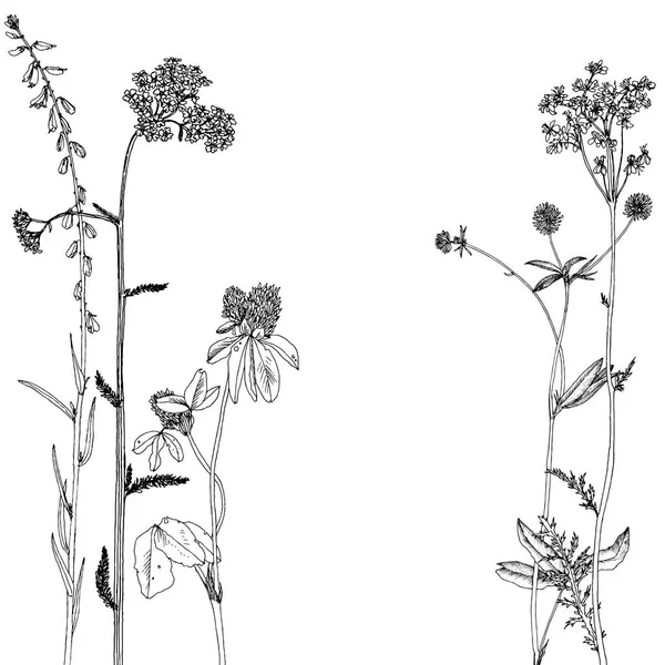 Fondo con tinta dibujo hierbas y flores — Vector de stock