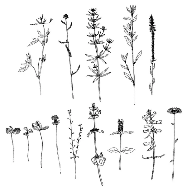 Σύνολο μελάνι σχέδιο βότανα και λουλούδια — Διανυσματικό Αρχείο