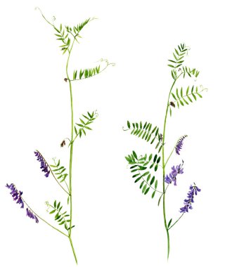 Sulu Boya çizim çiçekler ve bitkiler