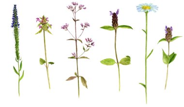 Sulu Boya çizim çiçekler ve bitkiler