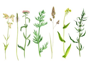 Sulu Boya çizim çiçekler ve bitkiler