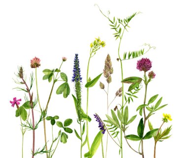 Sulu Boya çizim çiçek ve bitki