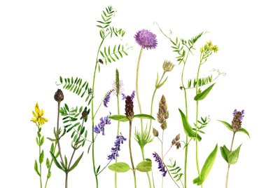 Sulu Boya çizim çiçek ve bitki