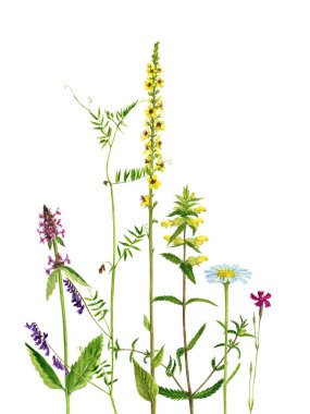 Sulu Boya çizim çiçek ve bitki