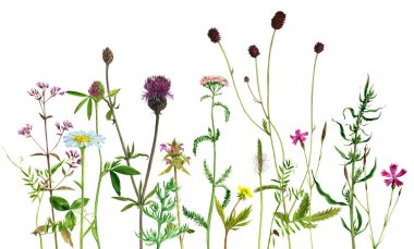 Sulu Boya çizim çiçek ve bitki