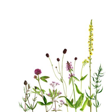 Sulu Boya çizim çiçek ve bitki