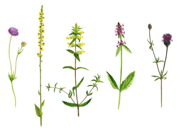 Sulu Boya çizim çiçekler ve bitkiler — Stok fotoğraf
