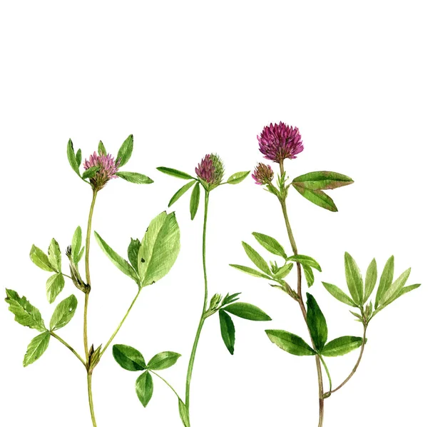 Set di acquerello disegno fiori e piante — Foto Stock