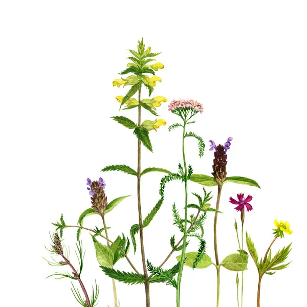 Sulu Boya çizim çiçek ve bitki