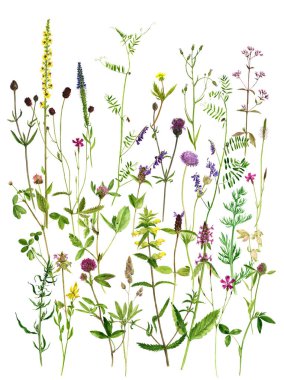 Sulu Boya çizim çiçek ve bitki