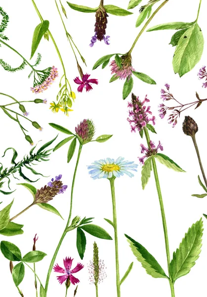 Sulu Boya çizim çiçek ve bitki