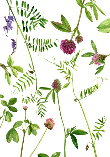 Akvarell ritning blommor och växter — Stockfoto