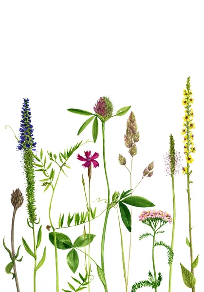 Sulu Boya çizim çiçek ve bitki