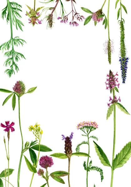 Sulu Boya çizim çiçek ve bitki