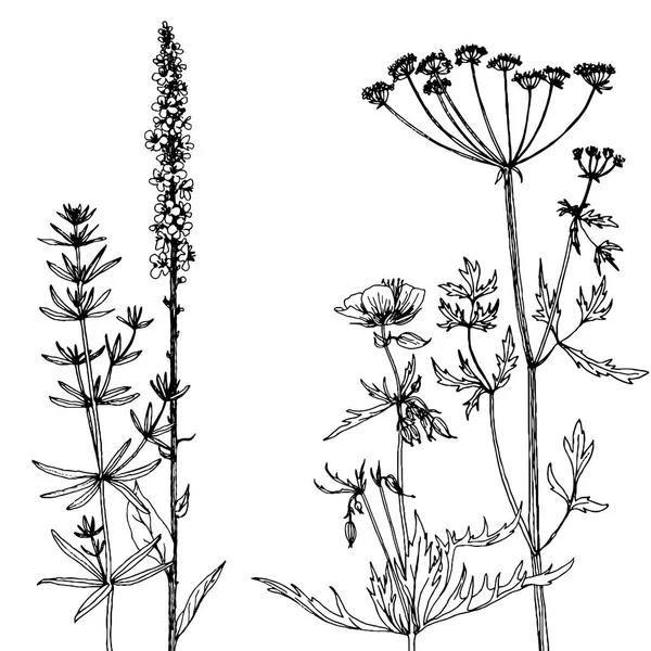 Bakgrund med tuschteckning örter och blommor — Stock vektor