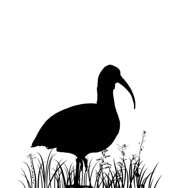Ibis en silueta de hierba — Vector de stock
