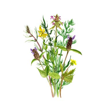 Sulu Boya çizim çiçek ve bitki