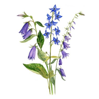 Sulu Boya çizim çiçek ve bitki