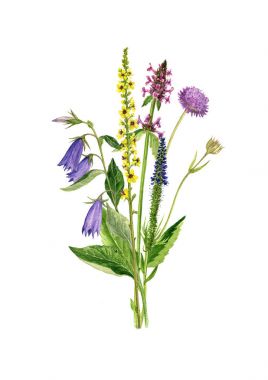 Sulu Boya çizim çiçek ve bitki