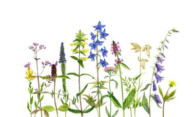 Sulu Boya çizim çiçek ve bitki