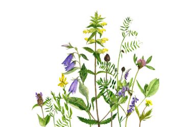 Sulu Boya çizim çiçek ve bitki