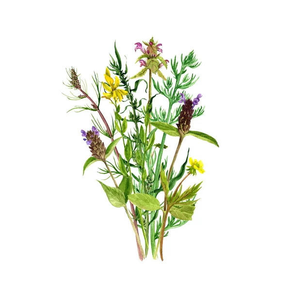 水彩绘画花卉和植物 — 图库照片