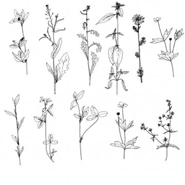 Mürekkep çizim otlar ve çiçek kümesi