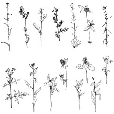 Mürekkep çizim otlar ve çiçek kümesi