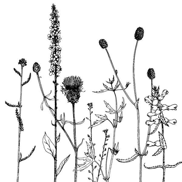 Arrière-plan avec dessin à l'encre herbes et fleurs — Image vectorielle
