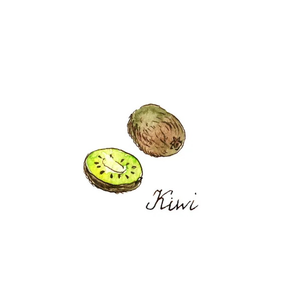 Kiwi desenho aquarela — Fotografia de Stock