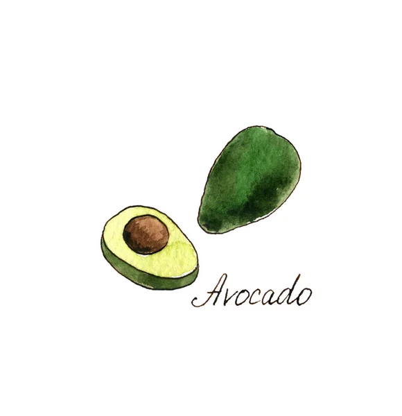 Watercolor drawing avocado — Stock Photo, Image