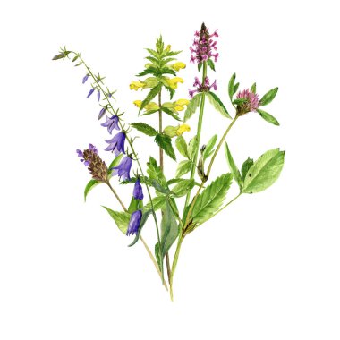 Sulu Boya çizim çiçek ve bitki