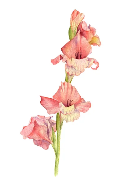 Aquarell rosa Gladiolen — Stockfoto
