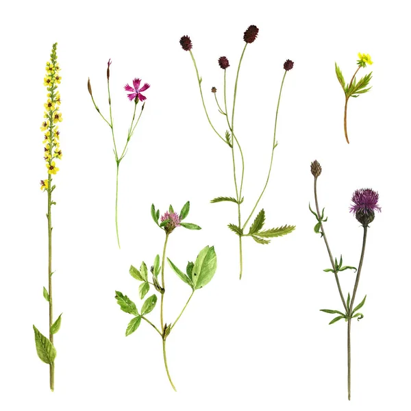 수채화 그리기 꽃과 식물의 세트 — 스톡 사진