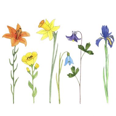 Sulu Boya çizim çiçek kümesi