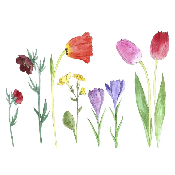 Set of watercolor drawing flowers