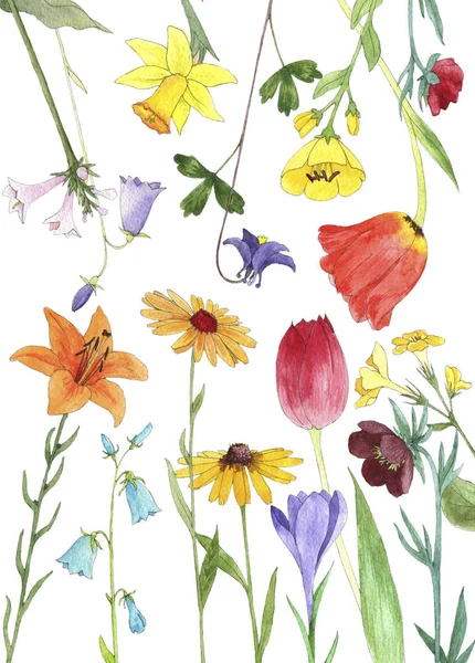 Watercolor drawing flowers — Stock Photo, Image