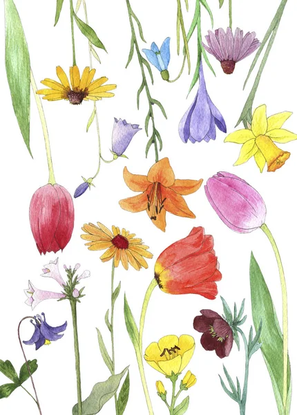 Watercolor drawing flowers — Stock Photo, Image