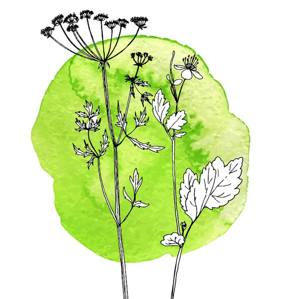 用绘图的香草和花朵背景 — 图库矢量图片