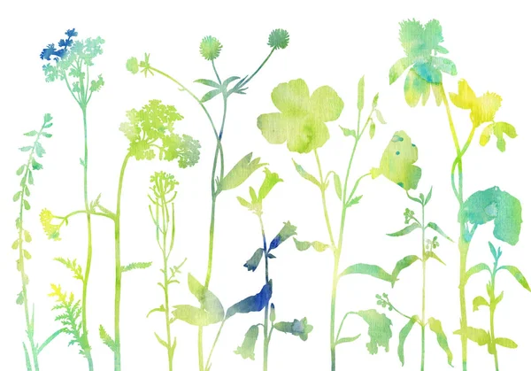 Hintergrund mit Zeichnung von Kräutern und Blumen — Stockfoto