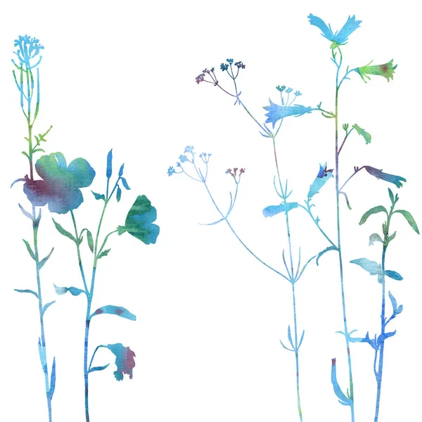 Pozadí s nakreslenými bylinky a květiny — Stock fotografie
