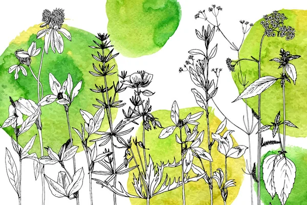 Arrière-plan avec dessin aux herbes et fleurs — Image vectorielle