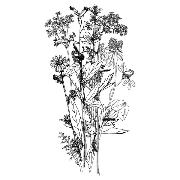 Pozadí s nakreslenými bylinky a květiny — Stockový vektor