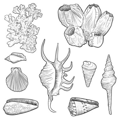 hand drawn vector seashells clipart