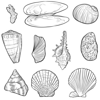 El çizimi vektör kabukları