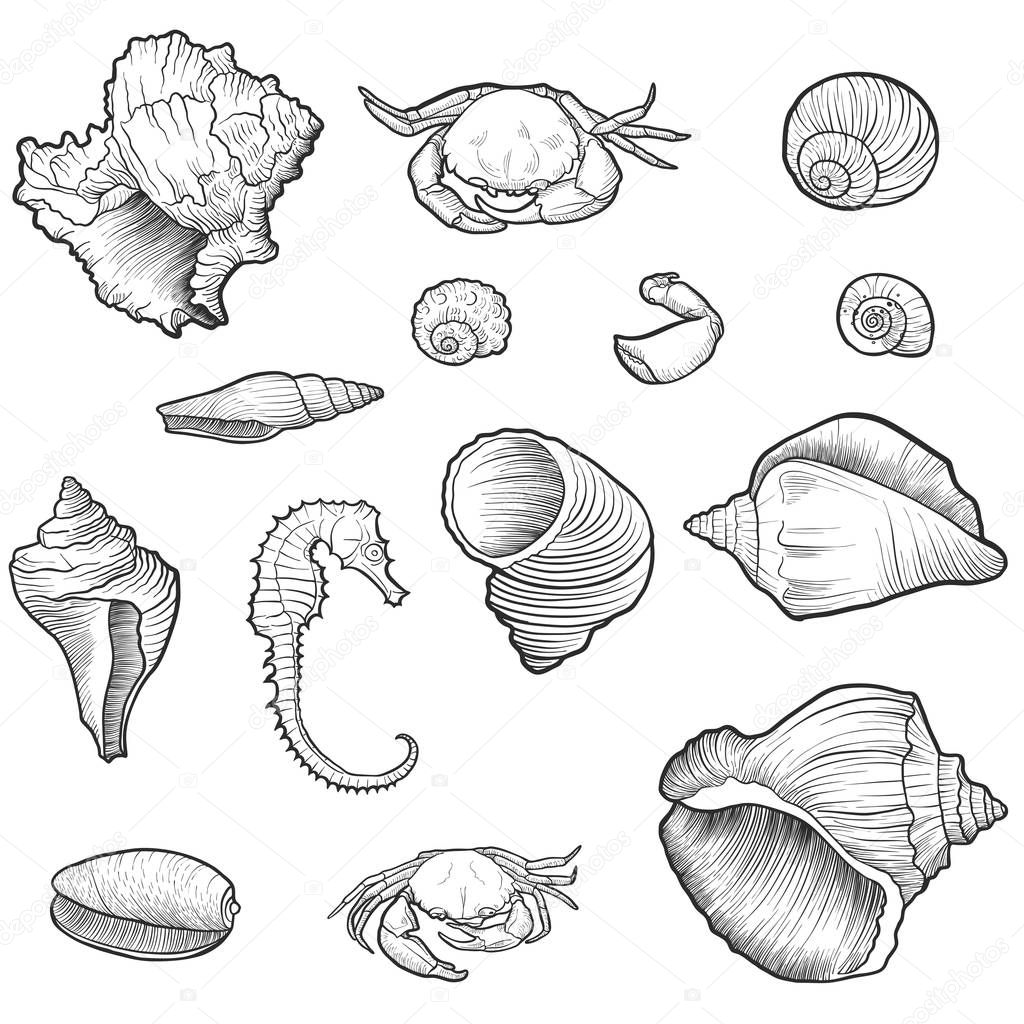 hand drawn vector seashells