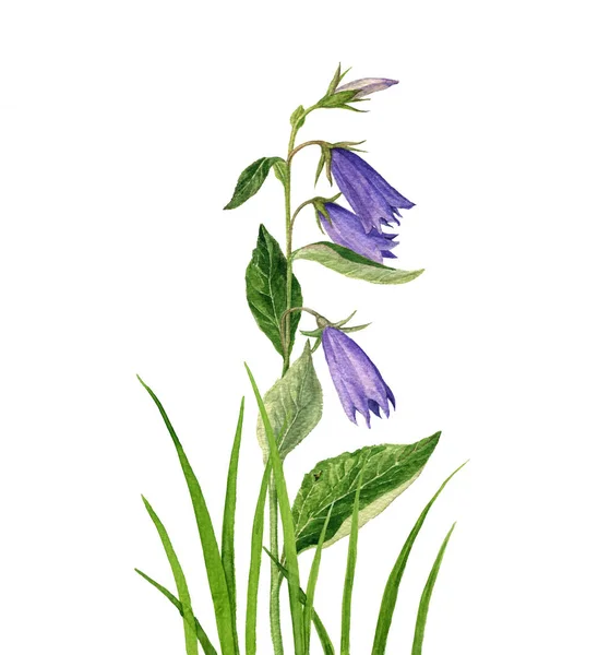 Akvarell, rajz virág és fű — Stock Fotó