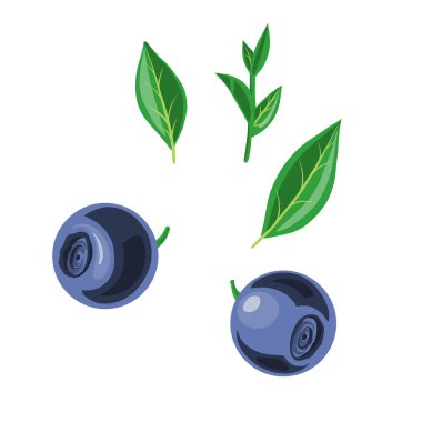 vektör yaban mersini ve yaprakları