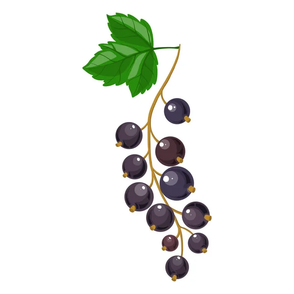 Gren av svarta vinbär — Stock vektor